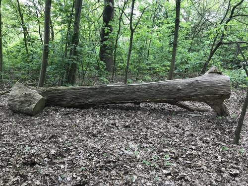 Naturskulptur eichenstamm - naturskulptur,